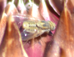 Terellia fuscicornis