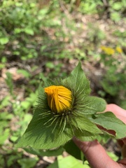 Pentanema orientale