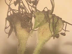 Crataegus calpodendron