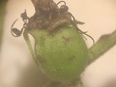 Crataegus calpodendron