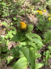Pentanema orientale