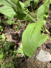 Pentanema orientale