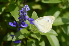 Pieris rapae
