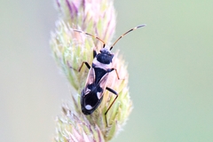 Raglius confusus