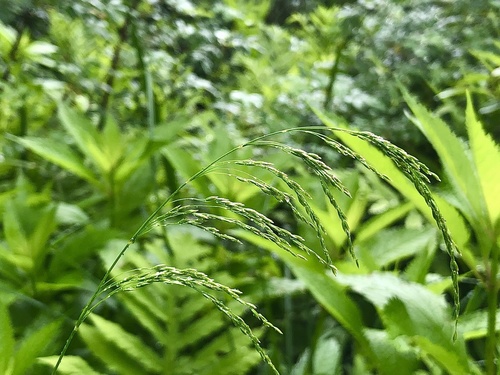 Poa palustris iNat (2)