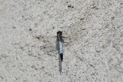 Orthetrum albistylum