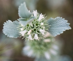 Marrubium incanum