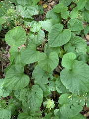 Pachyphragma macrophyllum