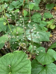 Pachyphragma macrophyllum