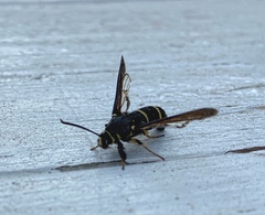 Paranthrene tabaniformis