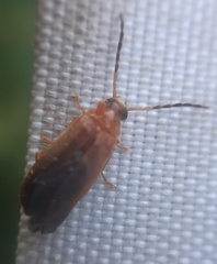 Conopalpus testaceus