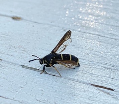 Paranthrene tabaniformis