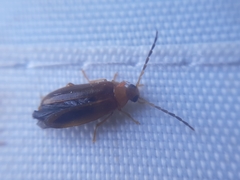 Conopalpus testaceus