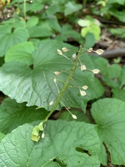 Pachyphragma macrophyllum