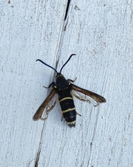 Paranthrene tabaniformis