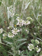 Dorycnium