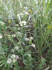 Dorycnium