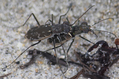 Ellipsoptera