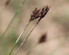 Schoenus nigricans
