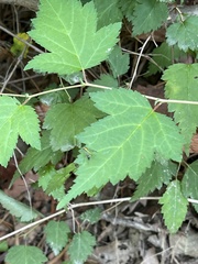 Condylostylus nebulosus