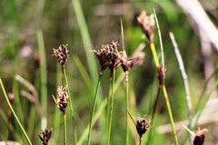 Schoenus nigricans