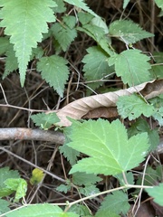 Condylostylus nebulosus
