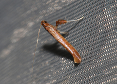 Caloptilia elongella