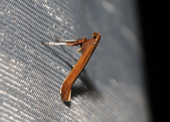 Caloptilia elongella