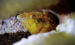 Tuberculated Frogfish photo 4