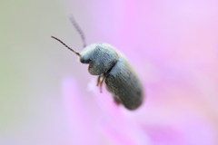 Xyletinus distinguendus