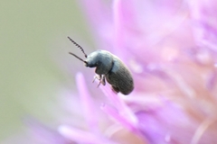 Xyletinus distinguendus