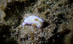 Goniobranchus albopustulosus