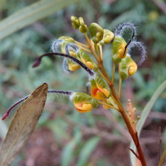 Grevillea venusta