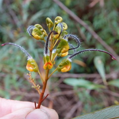 Grevillea venusta