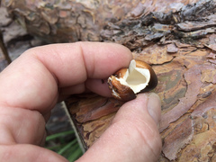 Cryptoporus sinensis