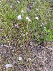 Eriophorum humile