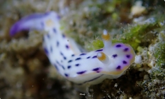 Hypselodoris bertschi
