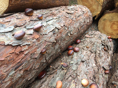 Cryptoporus sinensis