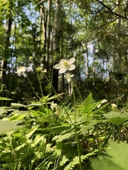 Anemonastrum baicalense