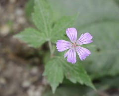 Geranium nodosum