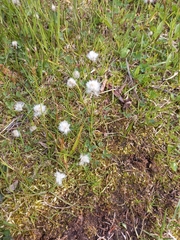 Eriophorum humile