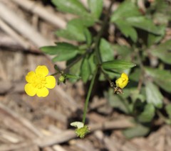 Ranunculus lanuginosus