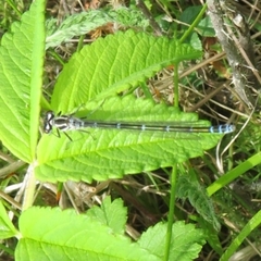 Coenagrion puella