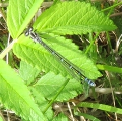 Coenagrion puella