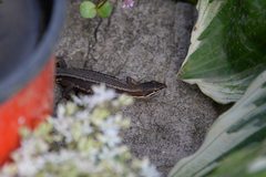 Takydromus tachydromoides