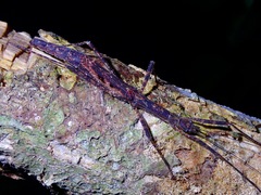 Asceles tanarata amplior
