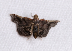 Scenedra decoratalis