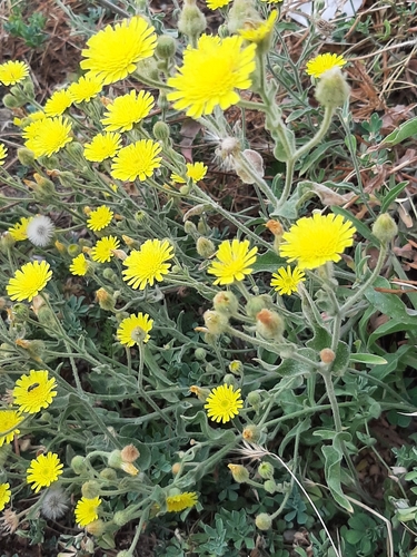 Common Andryala
