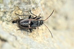 Rhyparochromus