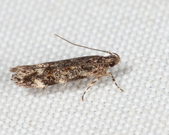 Glauce pectenalaeella